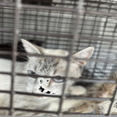 TERESA (661715) - Siamese available for adoption