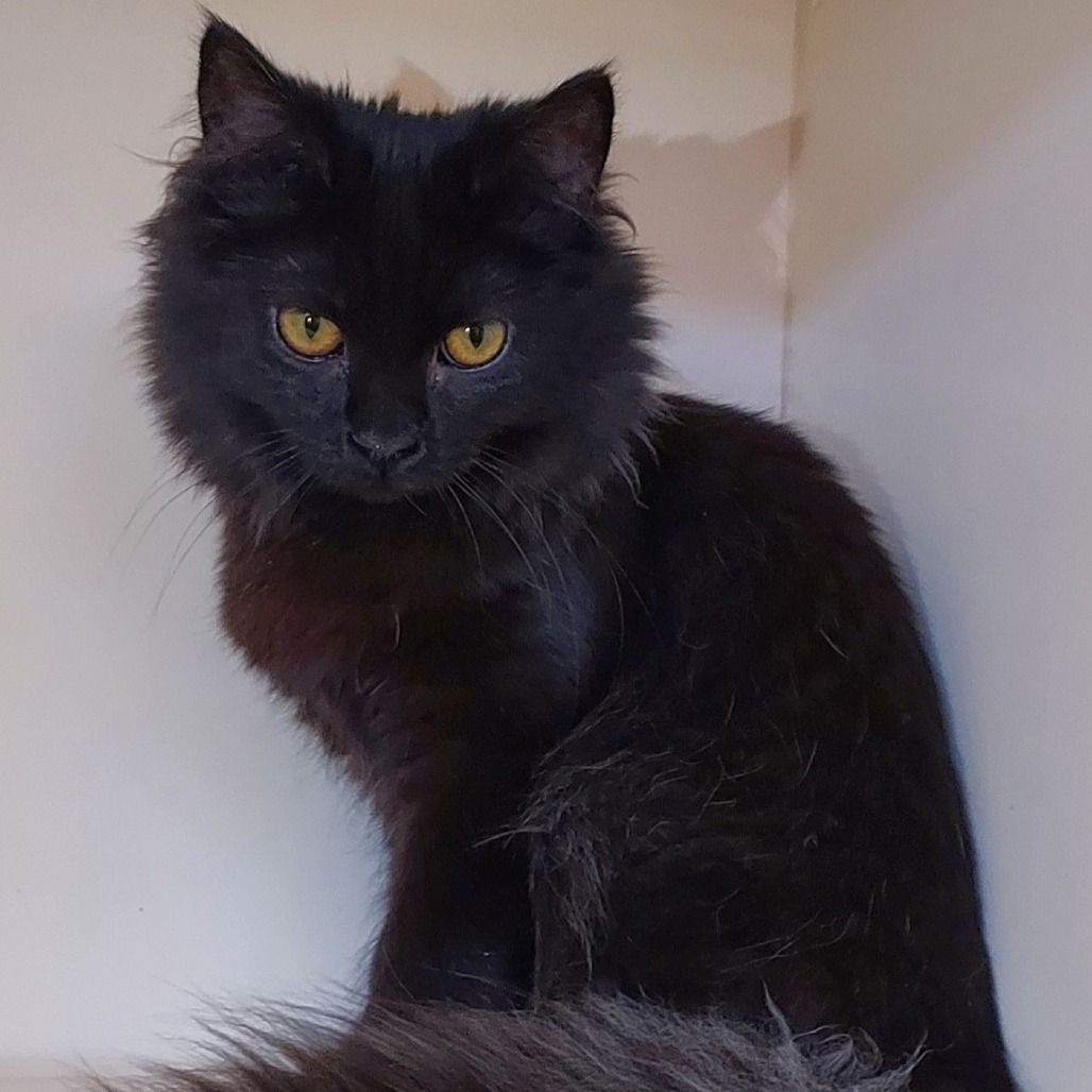 SERENA - Domestic Medium Hair available for adoption