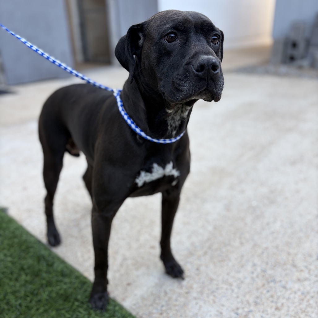 CHARLIE 2.0 - Terrier, Pit Bull / Mixed Breed (Large) available for adoption