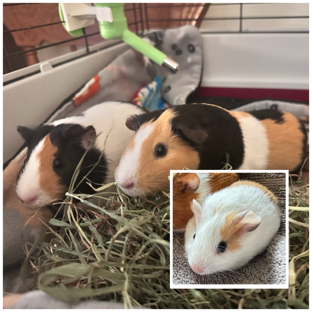 Munch, Tutuola, & Peanut, photo 17