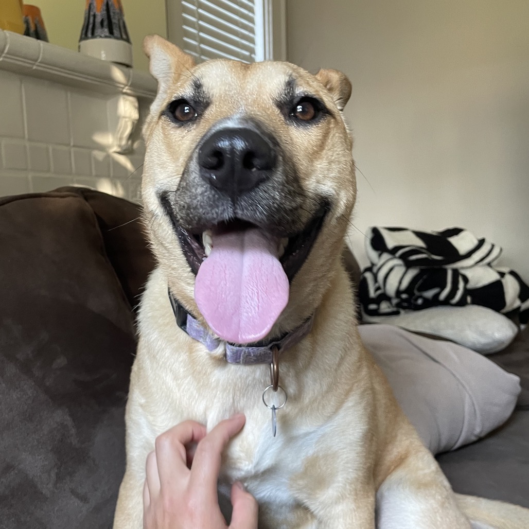 FRIDA - Mixed Breed (Medium) available for adoption