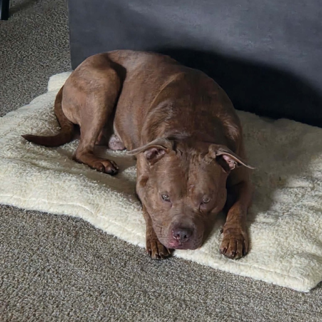 Freddy (Formerly Lieutenant), photo 2