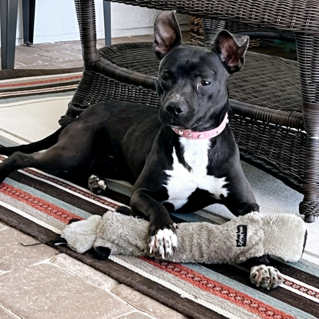 Smokey, photo 2