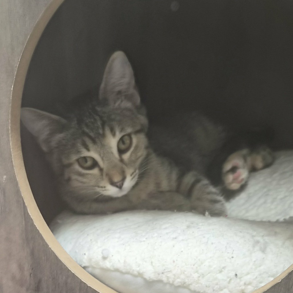 VIOLIN - Domestic Shorthair for adoption in Las Cruces