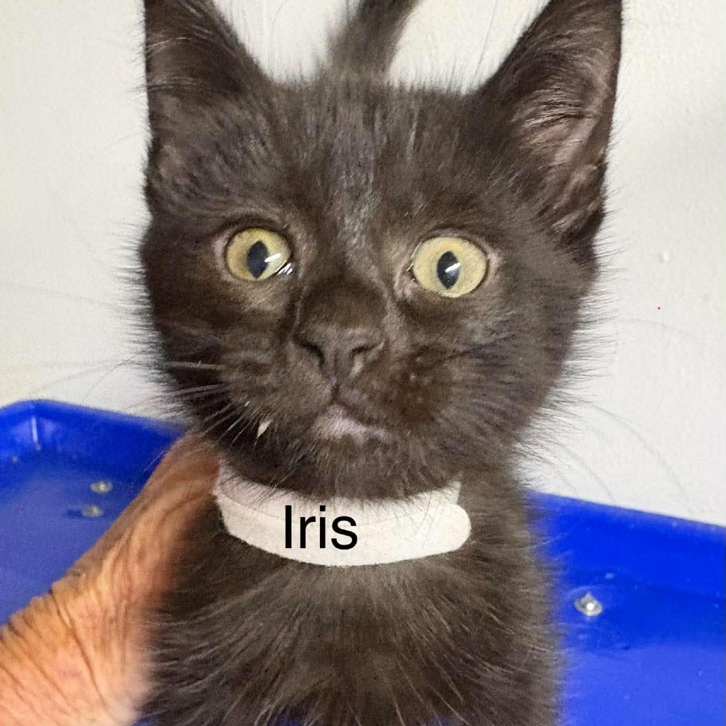 Iris, photo 6