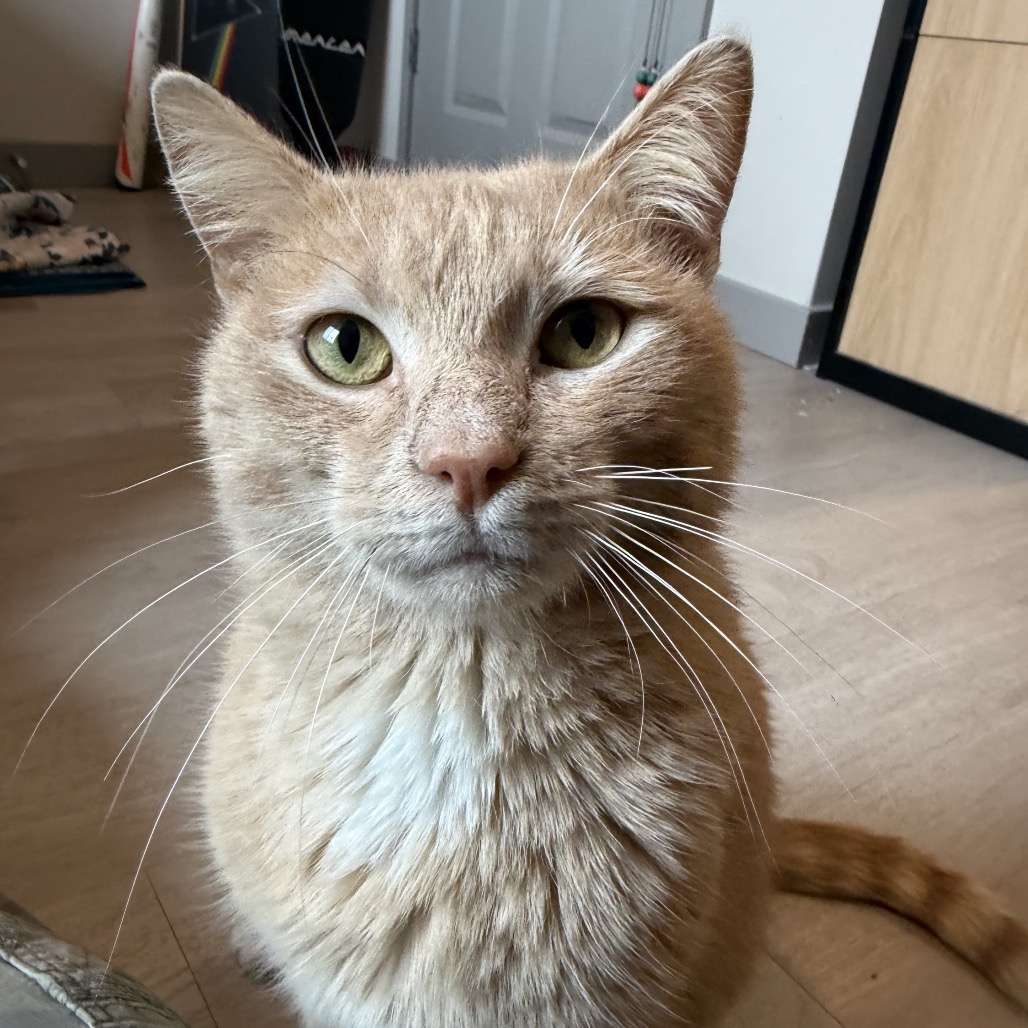 Yowie — thumbnail 3