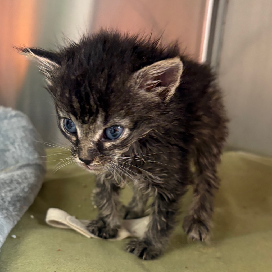 ALFALFA - Domestic Shorthair available for adoption