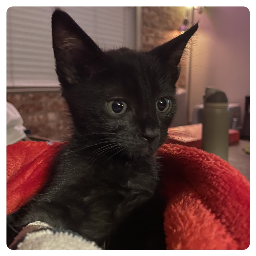 Hornet — thumbnail 10