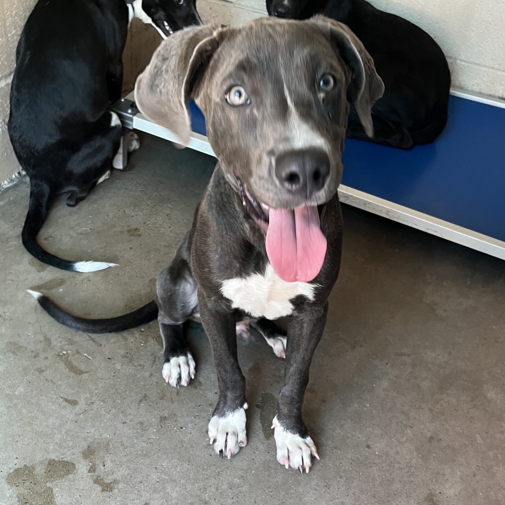 GOOSE - Terrier, American Staffordshire / Mixed Breed (Large) available for adoption