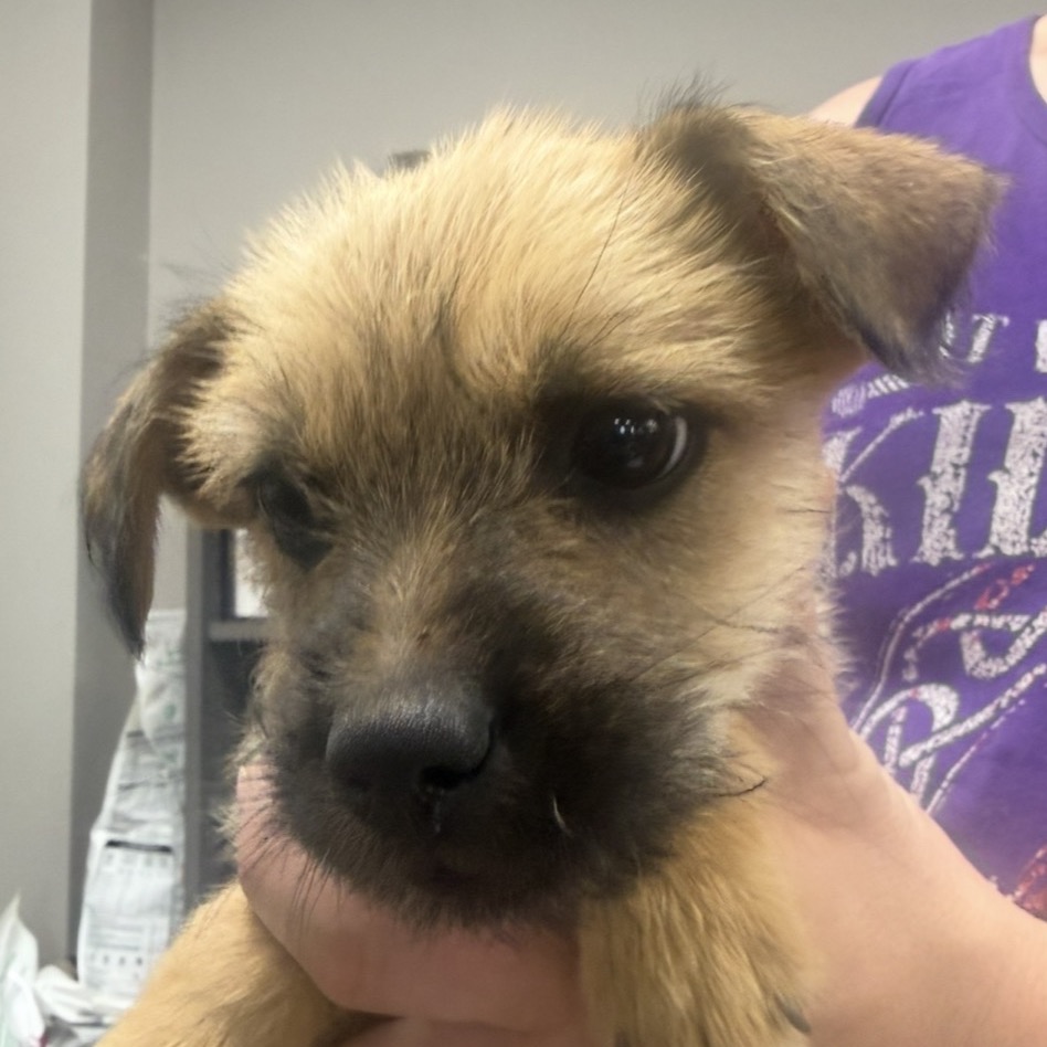 PACO (ROSCO) CHASE - Shepherd / American Blue Heeler available for adoption