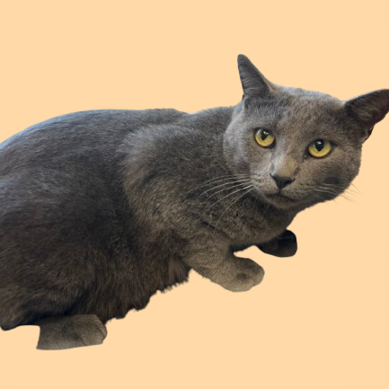 Tusc Stray 82260