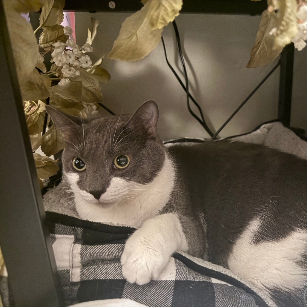 Rockefeller - Available from Foster, photo 5