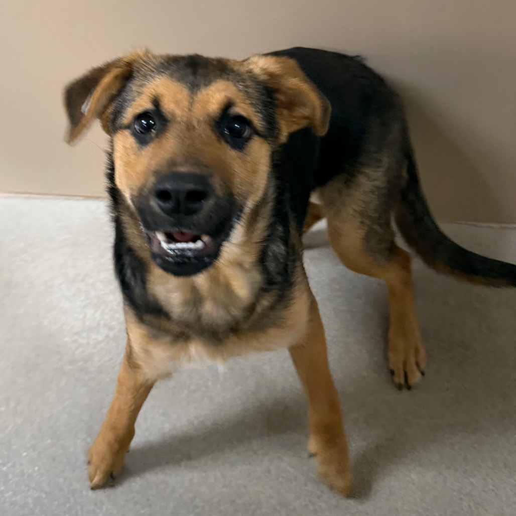 Kennel#12 River's preview photo