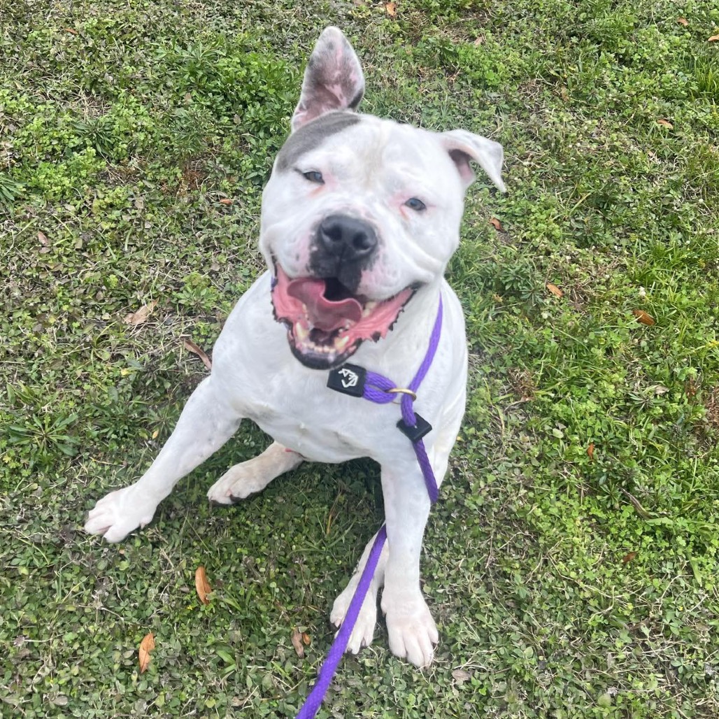 Gordon is available for adoption at The Runaways Animal Rescue