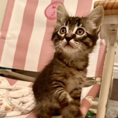 ANGEL - Domestic Shorthair available for adoption