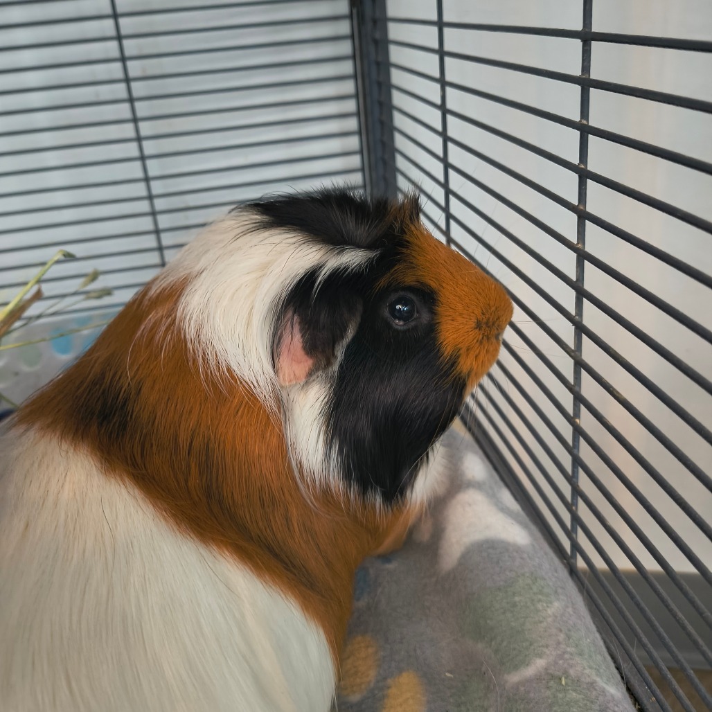 KIP - Other available for adoption