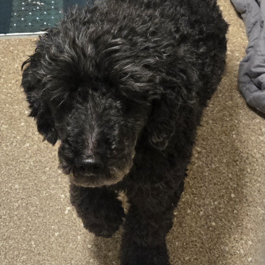 BEAUX - Poodle / Miniature available for adoption