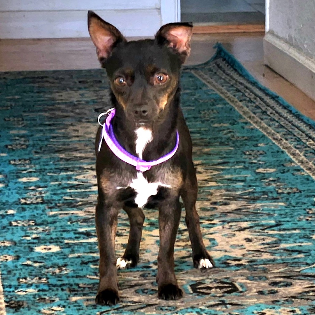 Lil Nibbles — thumbnail 4