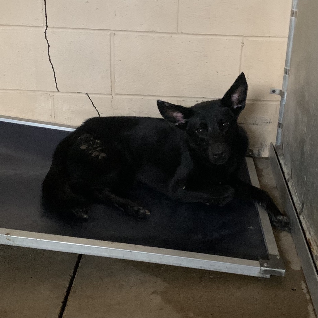 PHASMA - Retriever, Labrador / Mix available for adoption