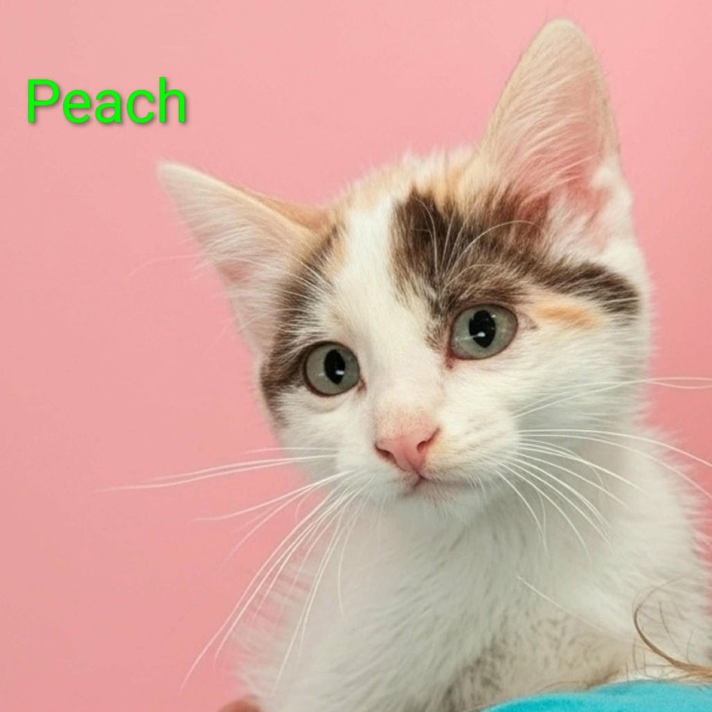 PEACH - Domestic Shorthair available for adoption