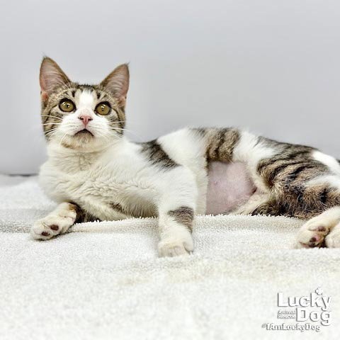 HULU - Domestic Shorthair available for adoption