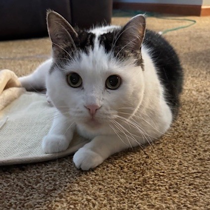 Rabi — thumbnail 2