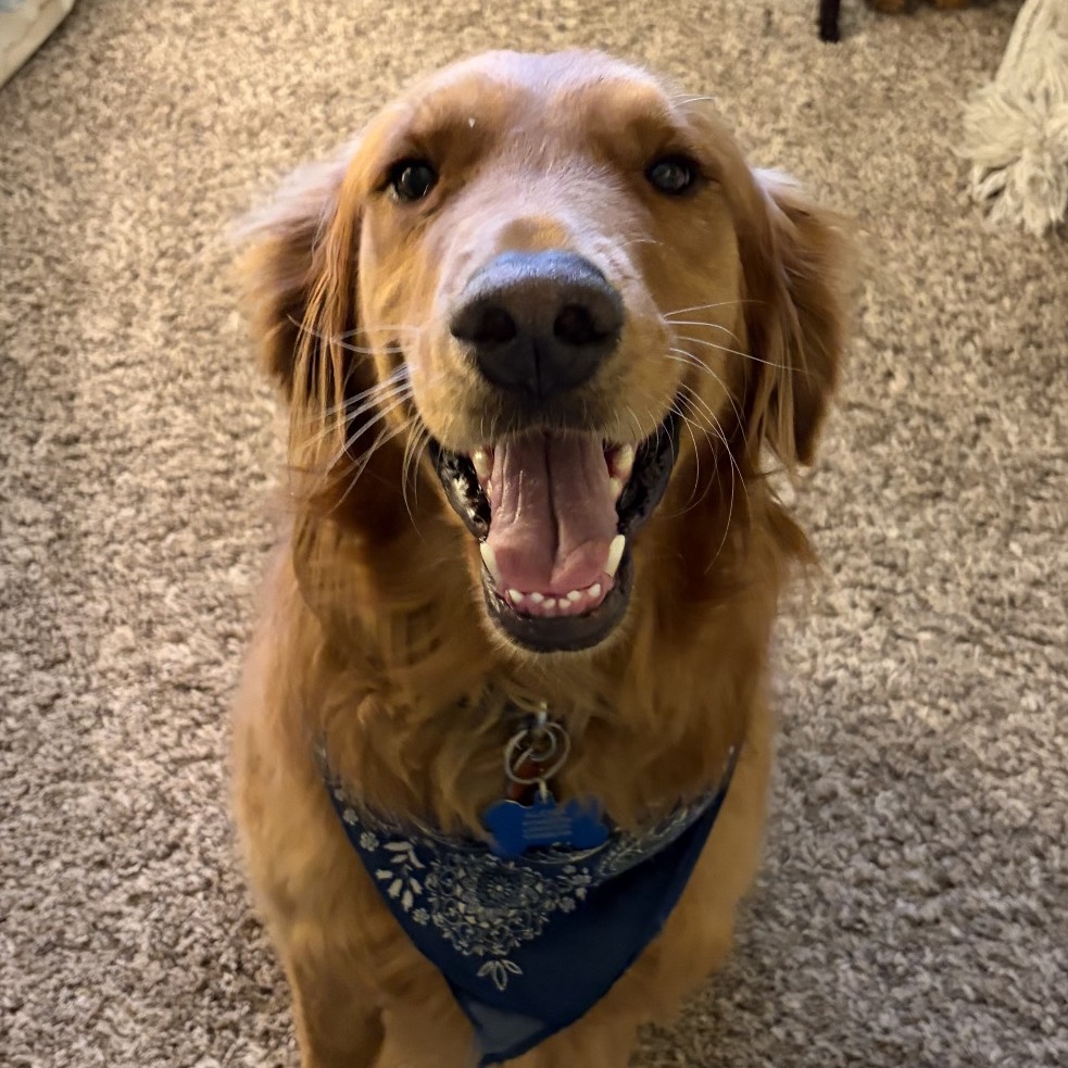 Marshmallow, Retriever, Golden