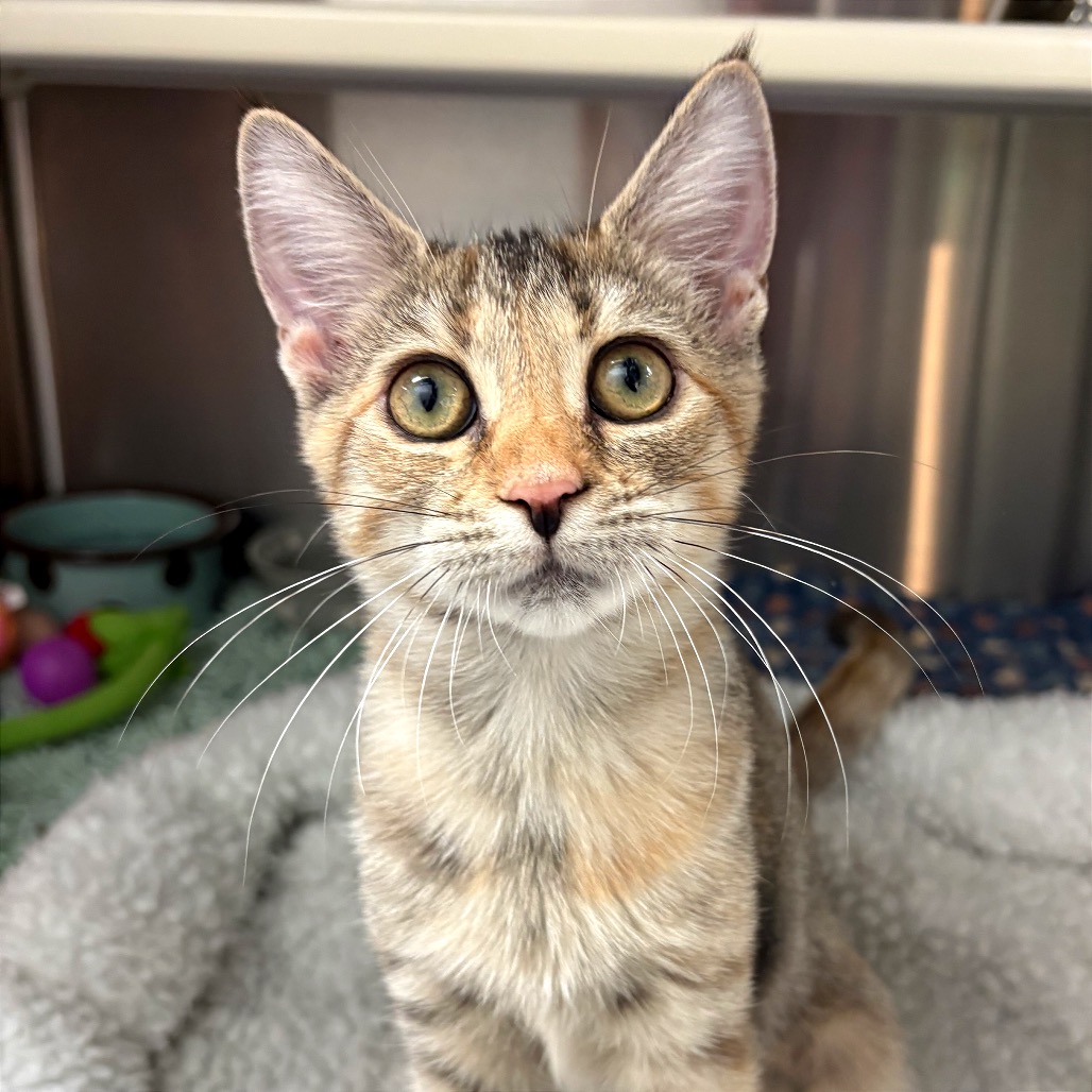 FRANKIE STEIN - Domestic Shorthair available for adoption