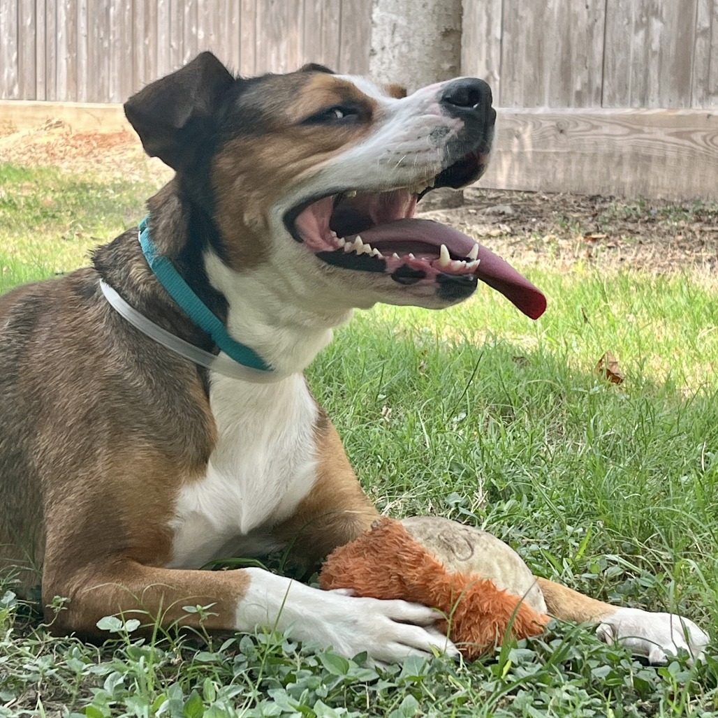 CAITLIN CLARK - Shepherd available for adoption