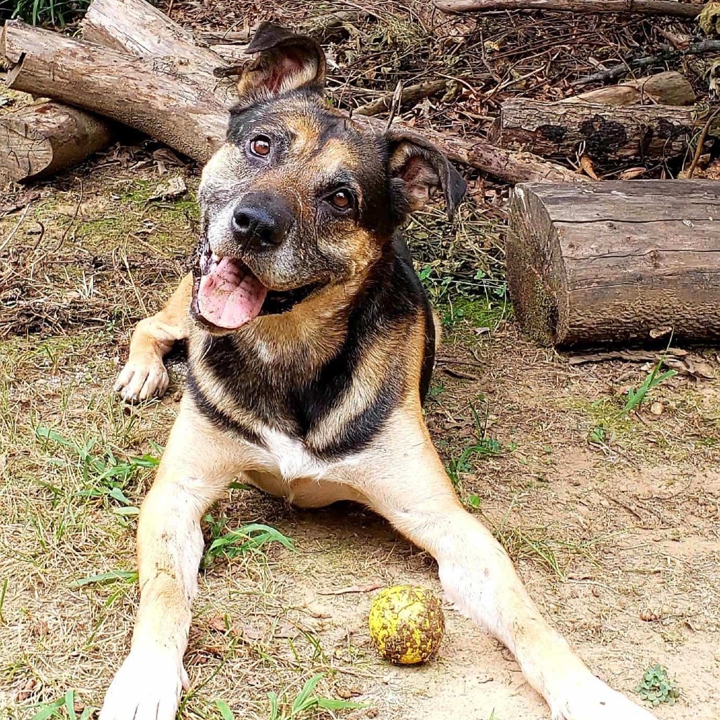 Ranger, photo 7
