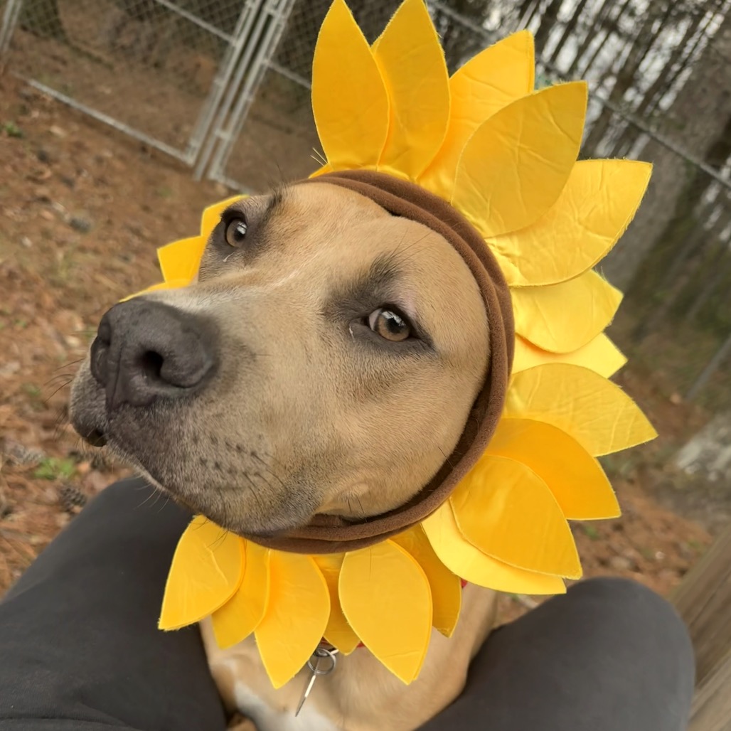 Achilles — thumbnail 2