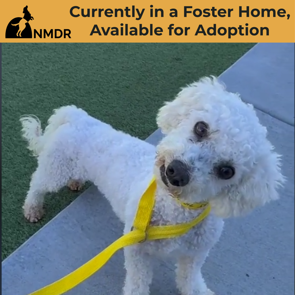 BJ (AP26-94) - Bichon Frise available for adoption