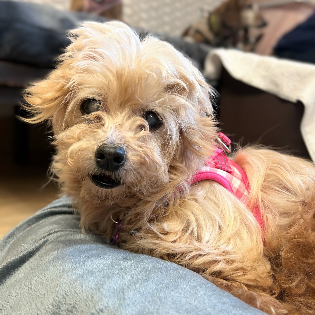 Peggy O 13758 — thumbnail 5