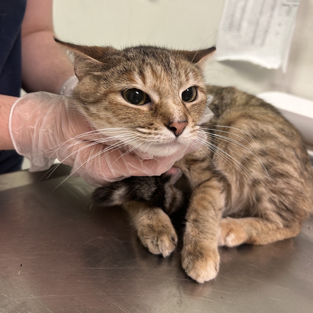 Tabbytha — thumbnail 2