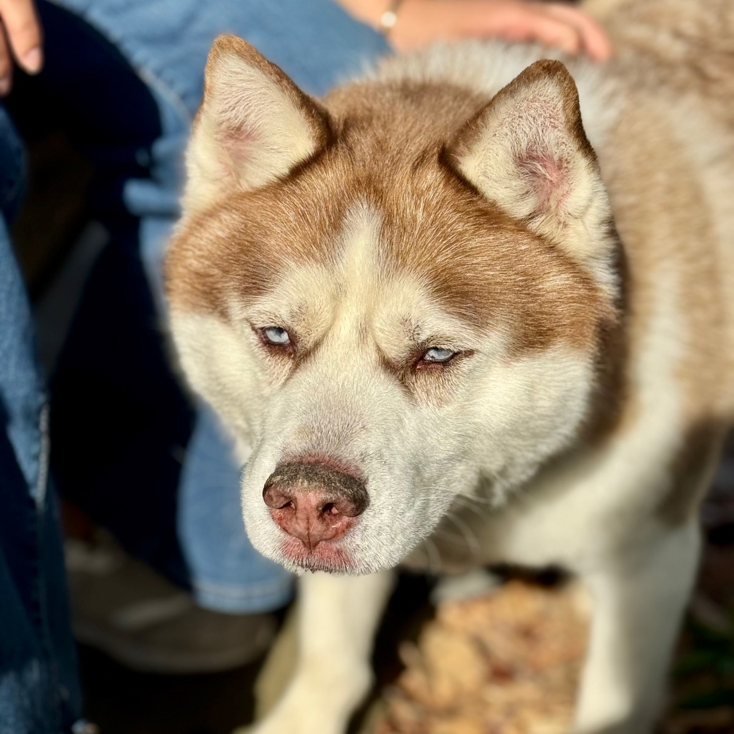 Apollo (C000-753) - Chino Hills Location, photo 26