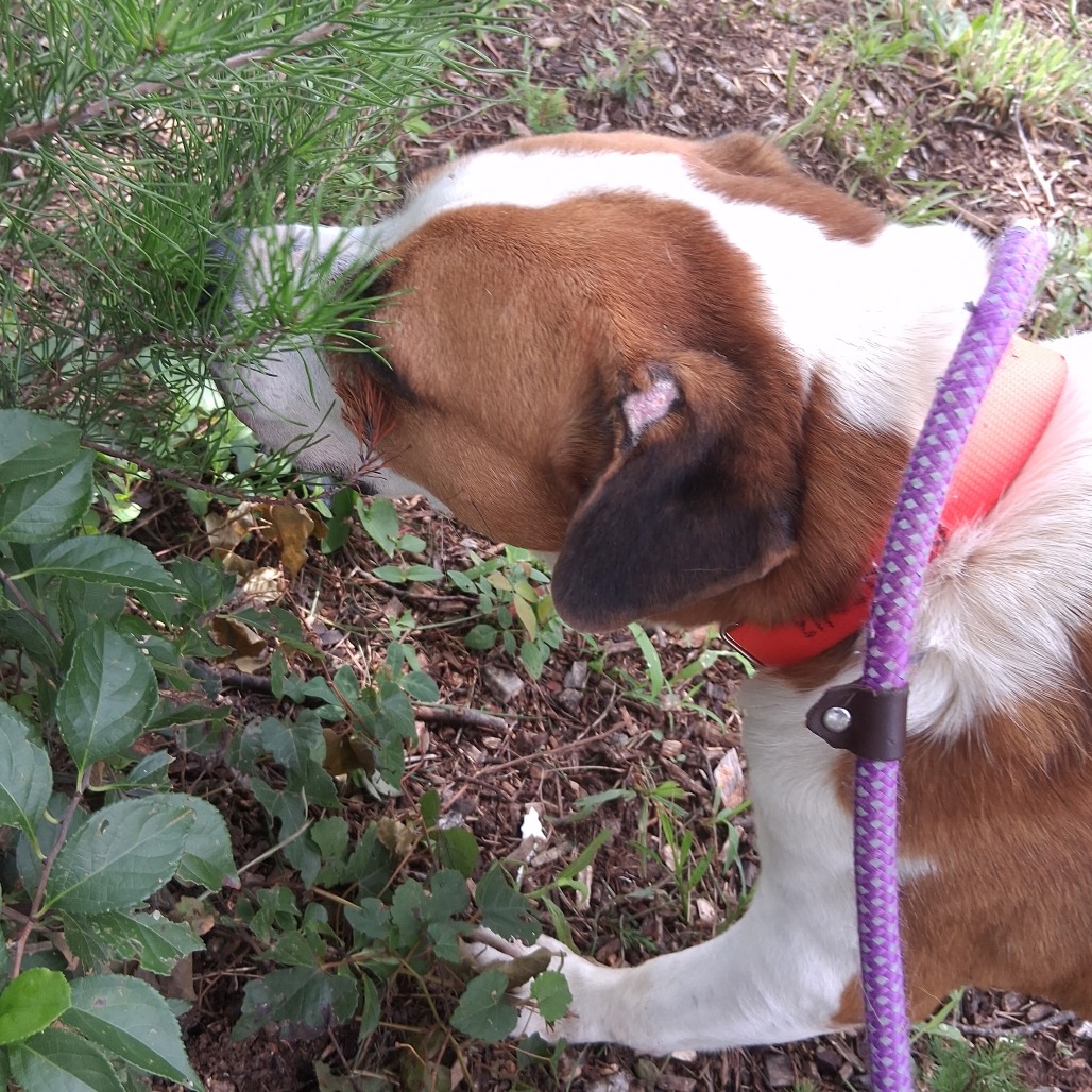 Basil, photo 7