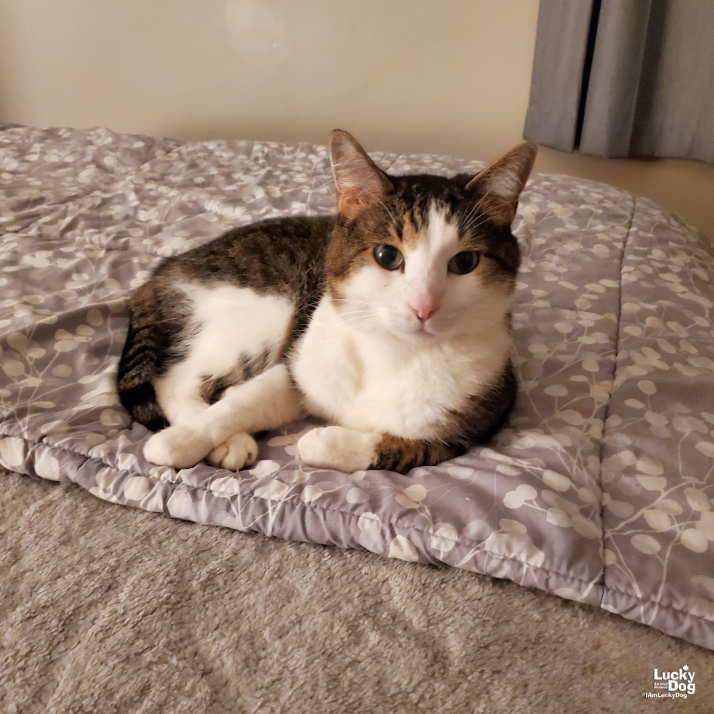 GIZMO - Domestic Shorthair available for adoption