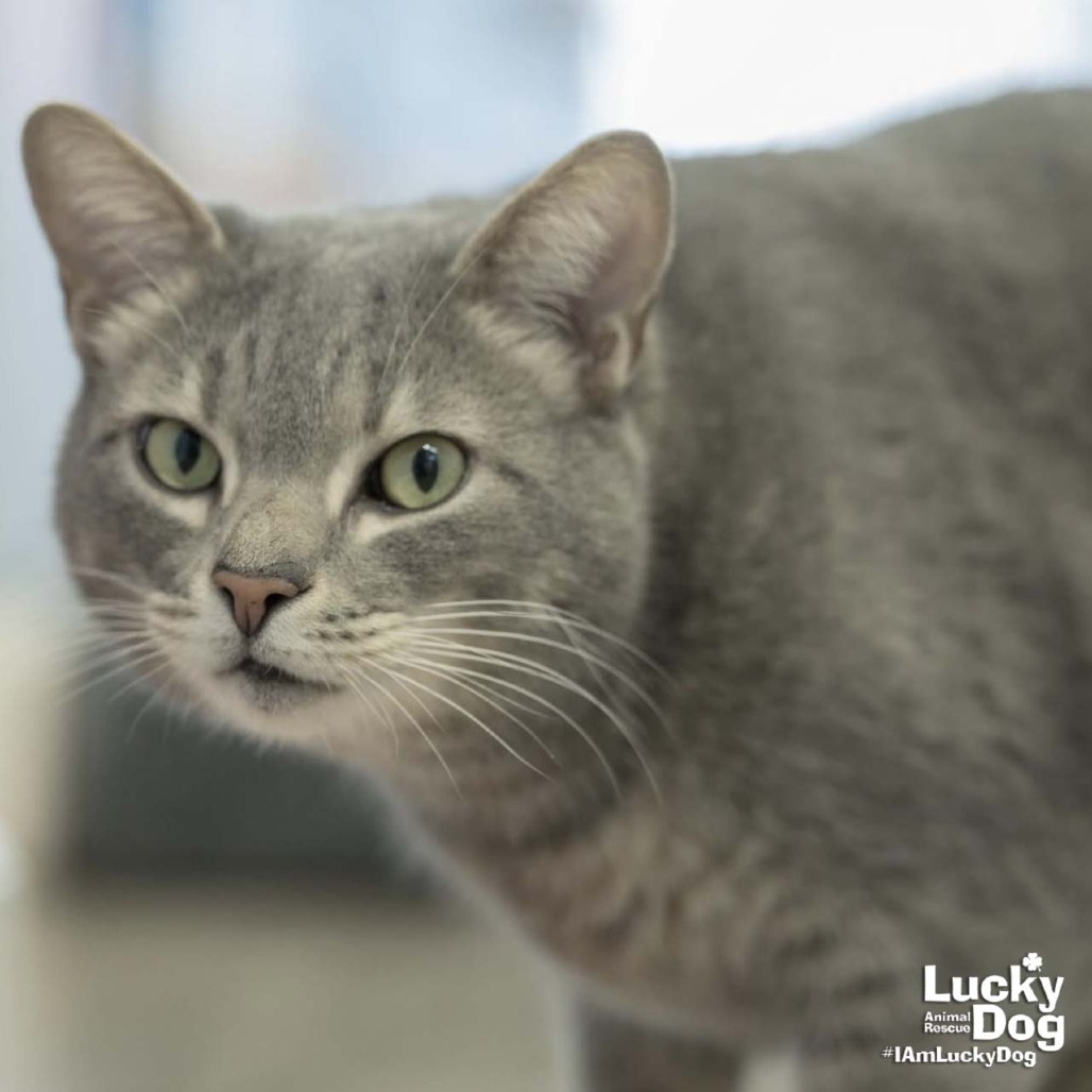 ASTRO - Domestic Shorthair available for adoption