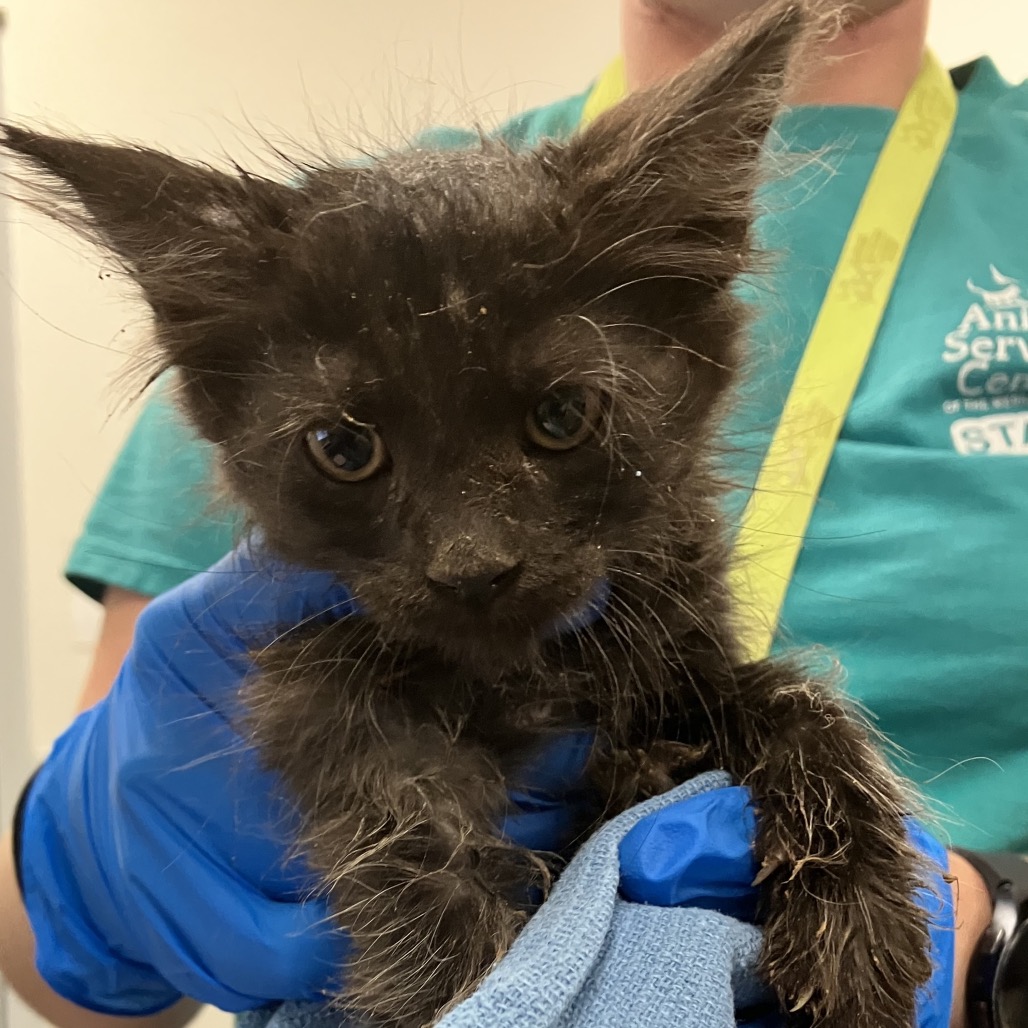 THACKERY BINX - Domestic Shorthair available for adoption