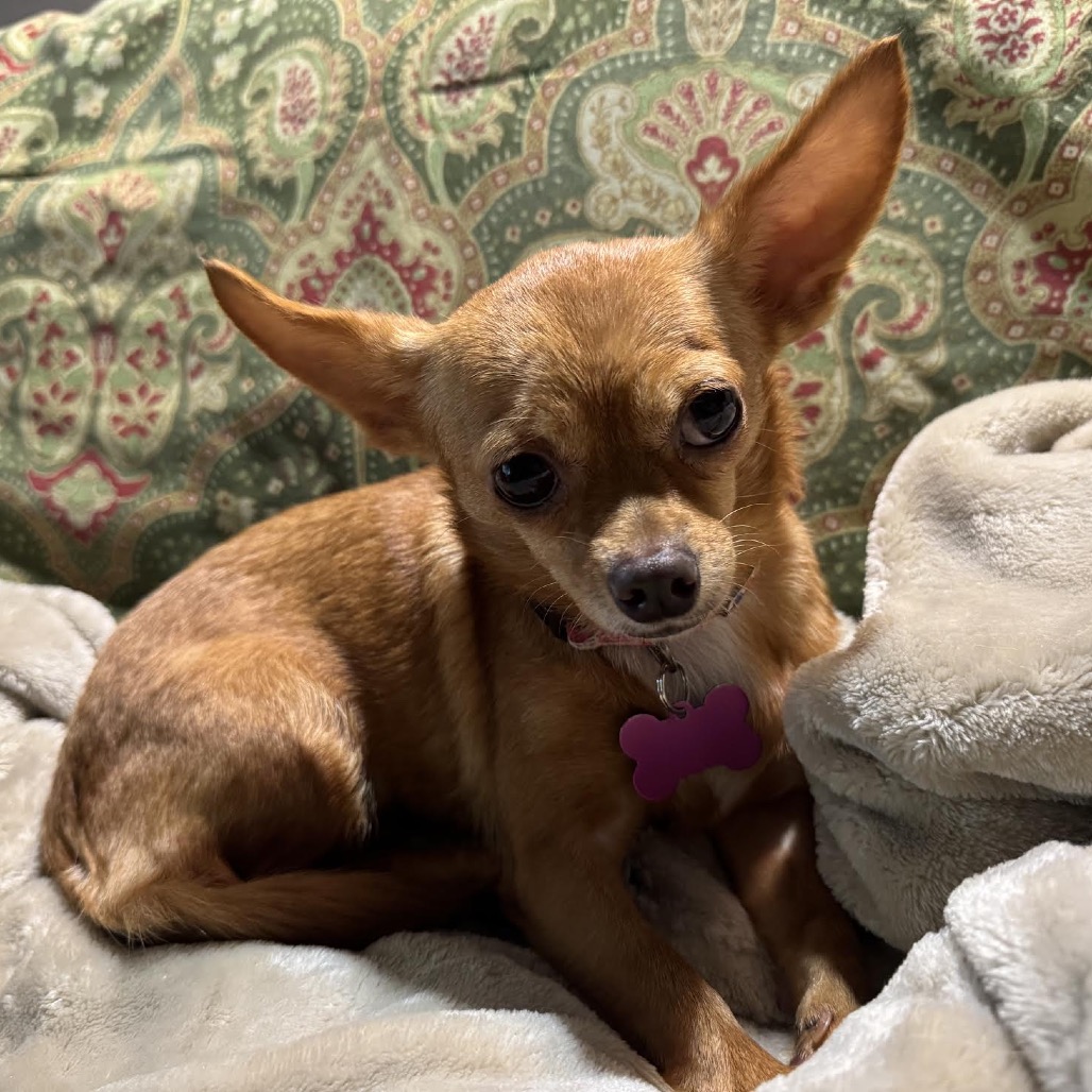 BARBARA - Chihuahua available for adoption