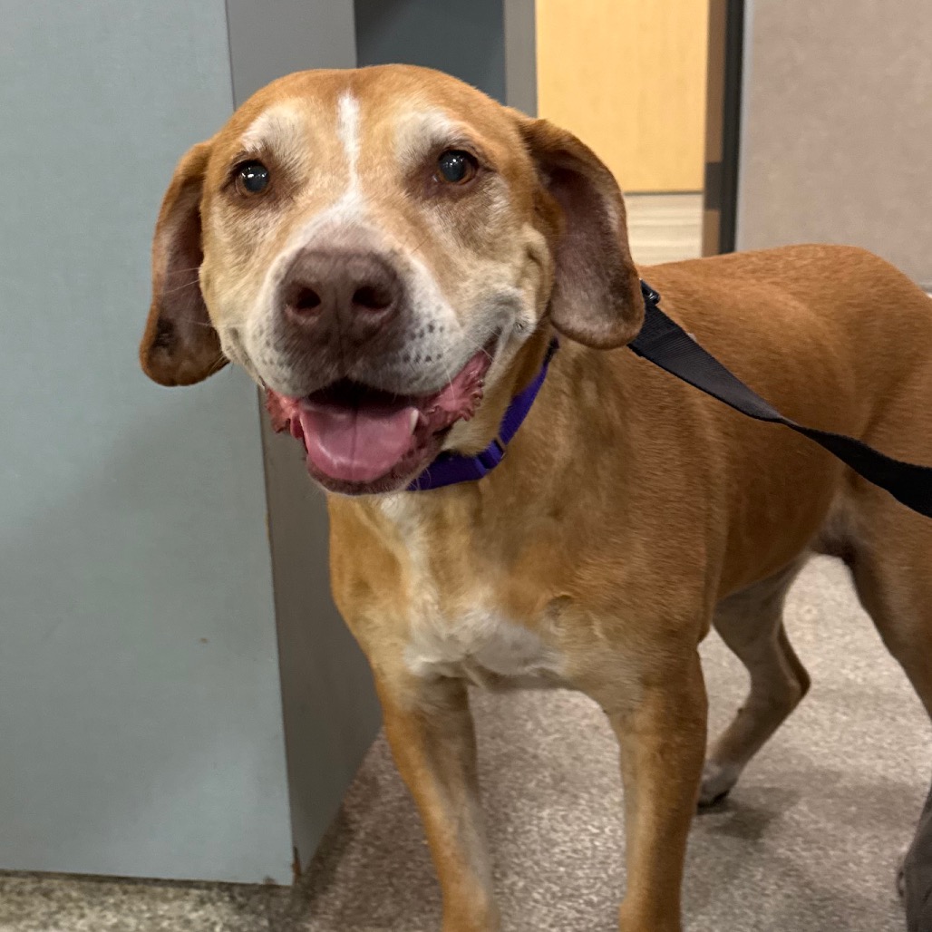 CLOVER - Mixed Breed (Large) available for adoption