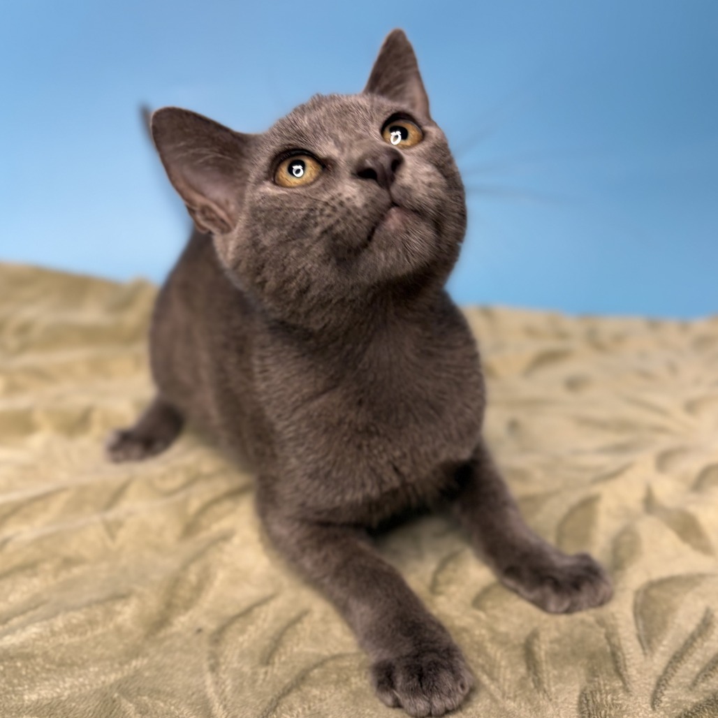 FLETCHER - Domestic Shorthair available for adoption