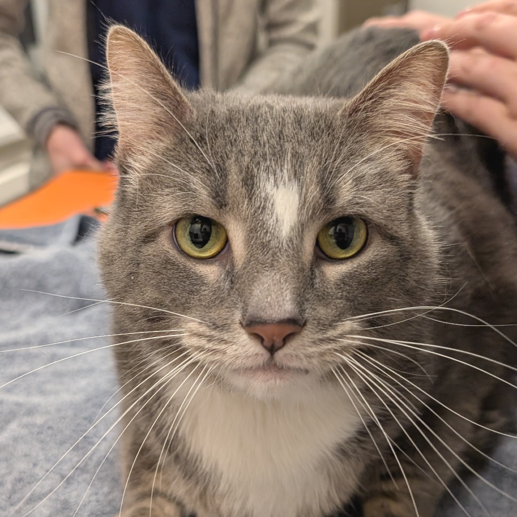 BRICK - Domestic Shorthair available for adoption