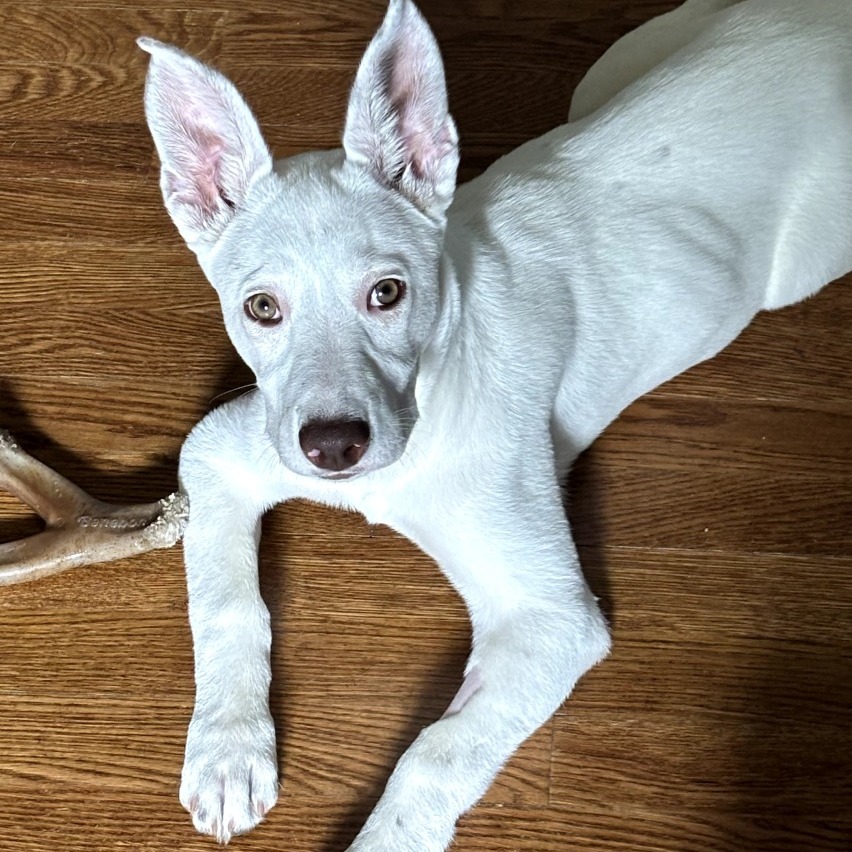 CT Mable (Foster in Glastonbury, CT)