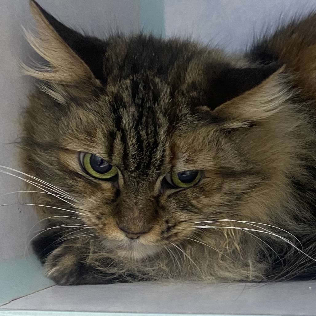 Available for Adoption | CCOPC