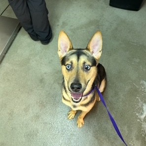 Kennel#8 Dash's preview photo