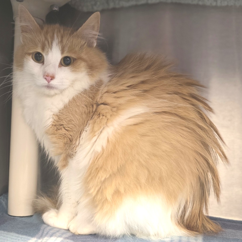 Floofy