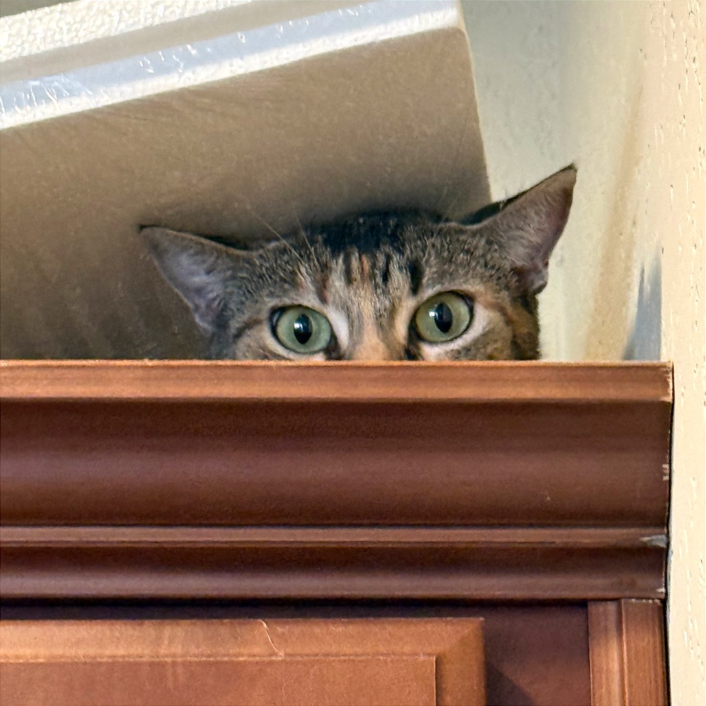 Roxie Roxanne — thumbnail 11