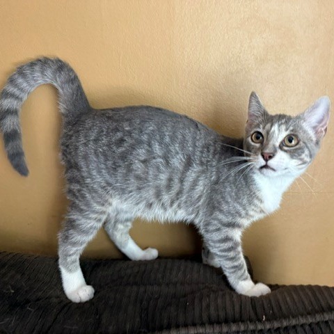 Garfield, photo 3