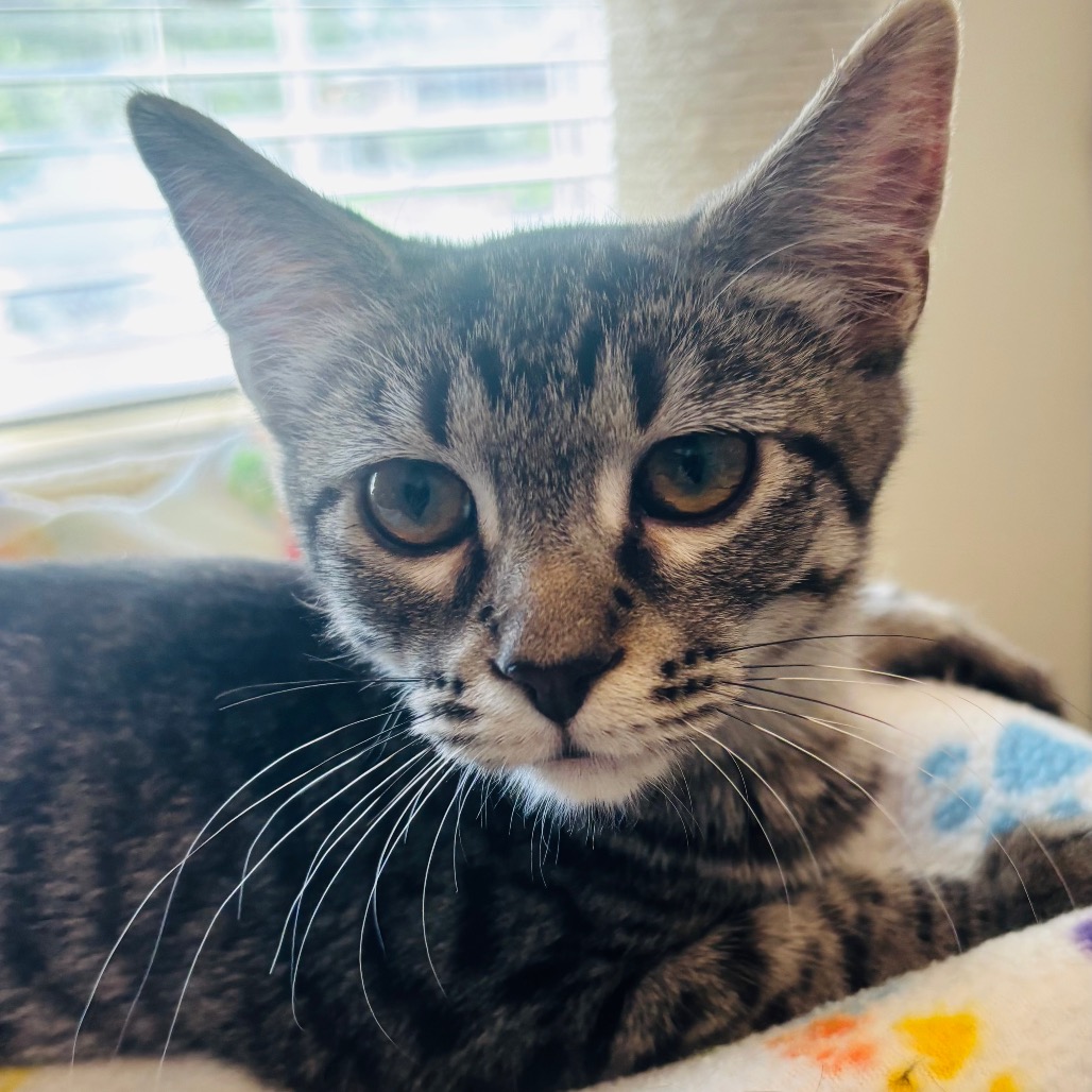 SHERLY - Domestic Shorthair available for adoption